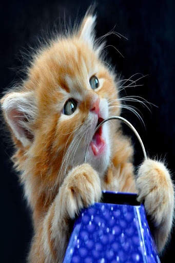 Cat Video Live Wallpaper screenshot 2