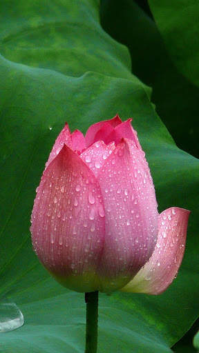 Lotus Wallpaper Best HD screenshot 15