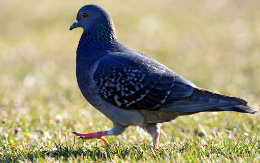 Pigeon Wallpaper 4 تصوير الشاشة
