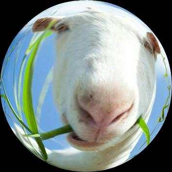 Fisheye Magick 4 تصوير الشاشة