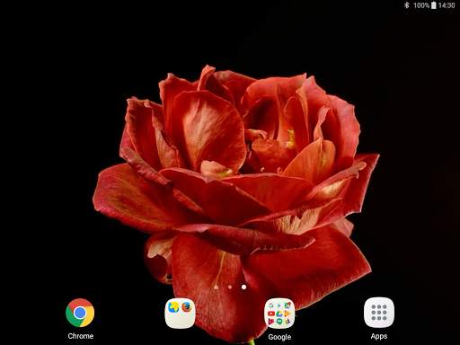 Blooming Roses Video Wallpaper screenshot 12