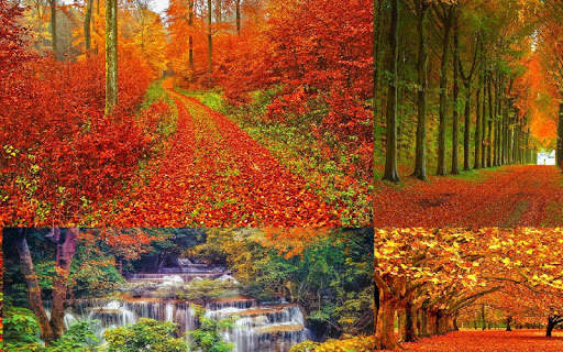 Autumn Wallpaper screenshot 4