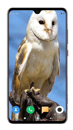 Owl Wallpaper HD screenshot 8