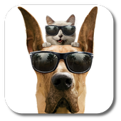 Cool Dog icon