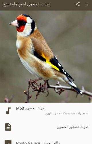 صوت الحسون اسمع واستمتع screenshot 1