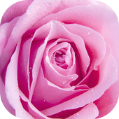 Pink Rose Live Wallpapers icon