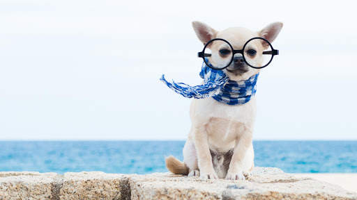 Chihuahua Wallpaper HD & 4k Backgrounds screenshot 12
