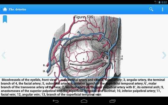 Gray's Anatomy Lite screenshot 6