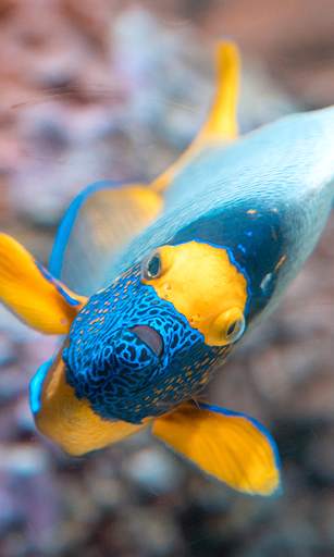 Aquarium Live Wallpaper (Wallpapers & Backgrounds) screenshot 3