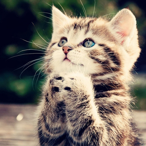 Ringtones Cats icon