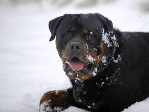 Rottweiler Wallpaper: Dog Wallpapers screenshot 3