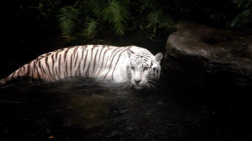 Tigre Live Wallpaper screenshot 8