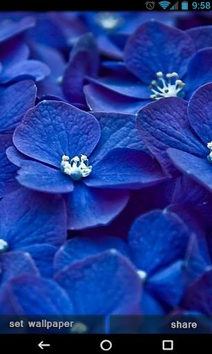 Flowers Wallpapers Ultra HD - Flowers 4K Wallpaper screenshot 6