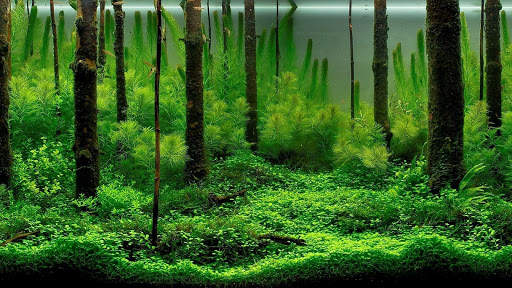 Aquarium Live Wallpaper - backgrounds hd screenshot 10