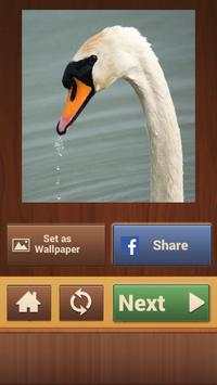 Birds Puzzle Games screenshot 5