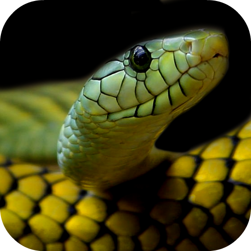 Snake Wallpapers icon