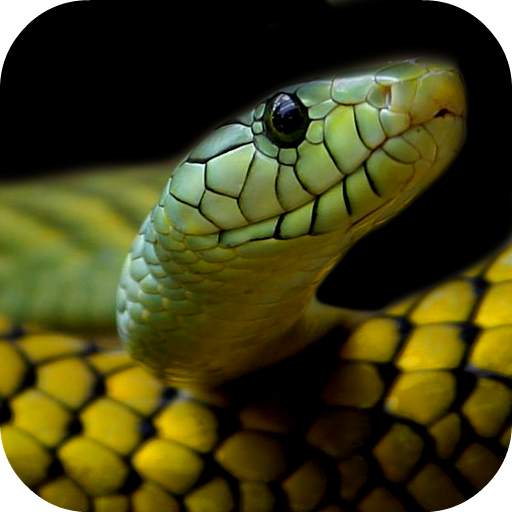 Snake Wallpapers 3.0.1