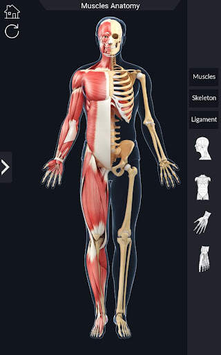 My Muscle Anatomy screenshot 8