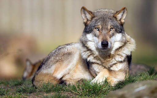 Wolf Wallpaper screenshot 4