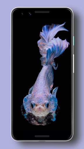 Wallpaper Ikan Cupang HD screenshot 7