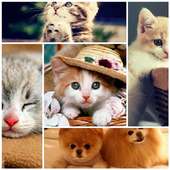 gambar kucing lucu