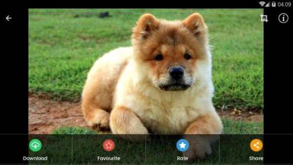 Wallpaper Chow Chow Puppies screenshot 12