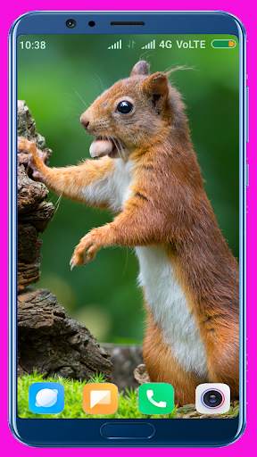 Squirrel Wallpaper screenshot 3