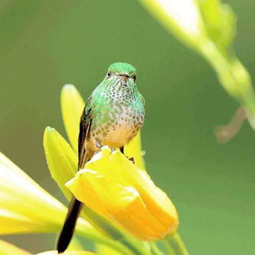 Bird On Flower LWP icon