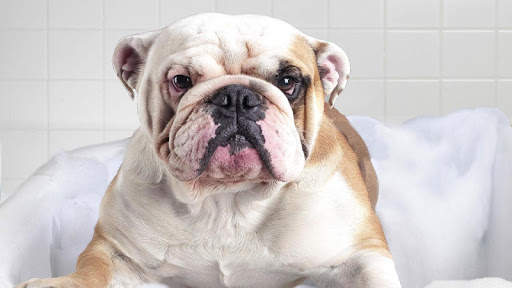 🐕 Bulldog Wallpapers - Dog Wallpapers screenshot 1