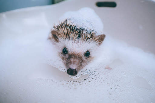 🦔 Hedgehog wallpaper screenshot 10