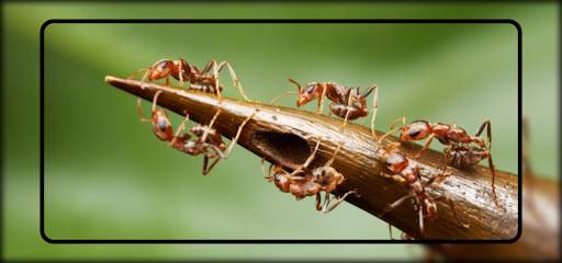 Ant Wallpaper screenshot 2