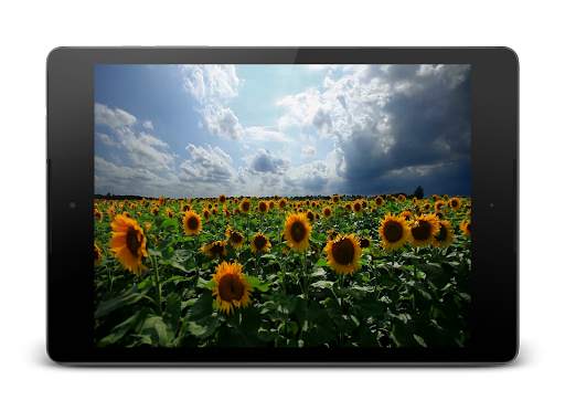 Sunflowers 3D Live Wallpaper screenshot 4