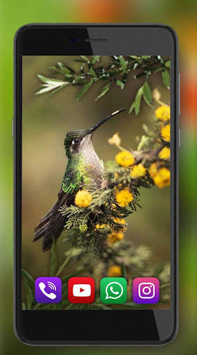 Birds Live Wallpaper screenshot 5