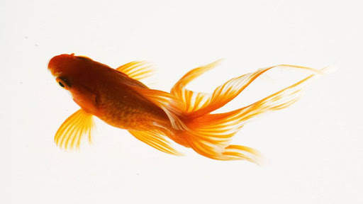 Fish HD Wallpaper screenshot 7