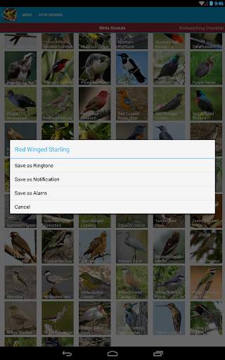 African Birds Sounds Free screenshot 23