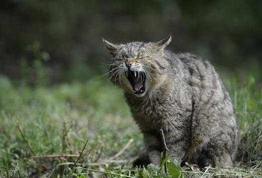 Funny Cat Wallpapers HD FREE screenshot 3