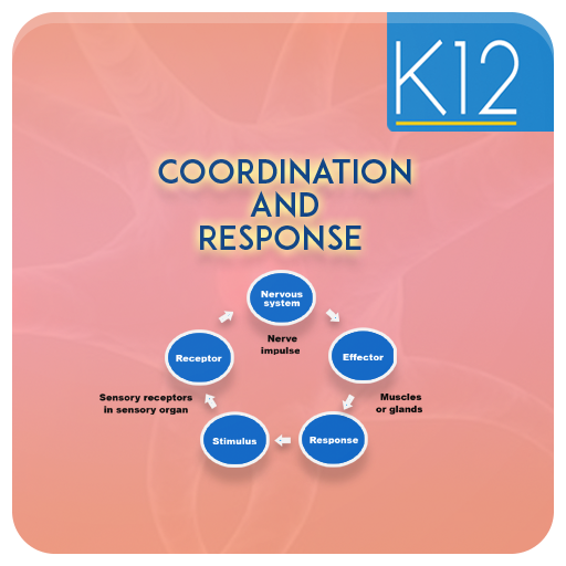 Coordination and Response icon