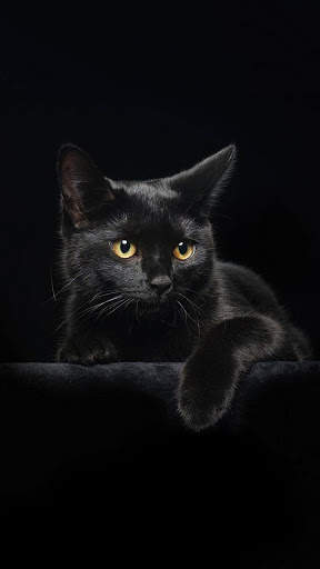 Cat Wallpapers 4 تصوير الشاشة