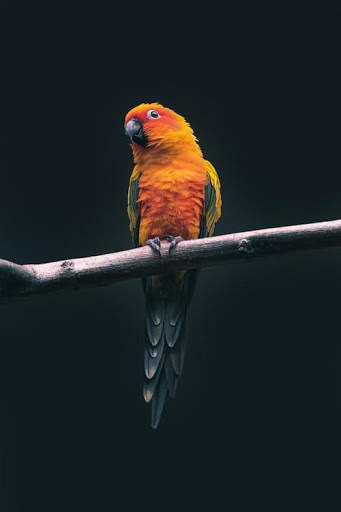 Parrot live wallpaper screenshot 3
