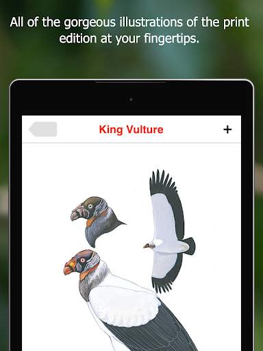 Birds of Ecuador screenshot 18