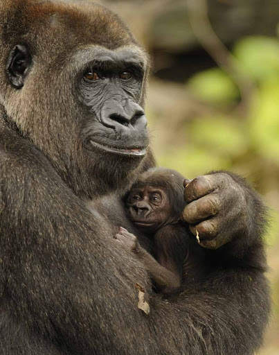 Gorilla Wallpaper screenshot 15