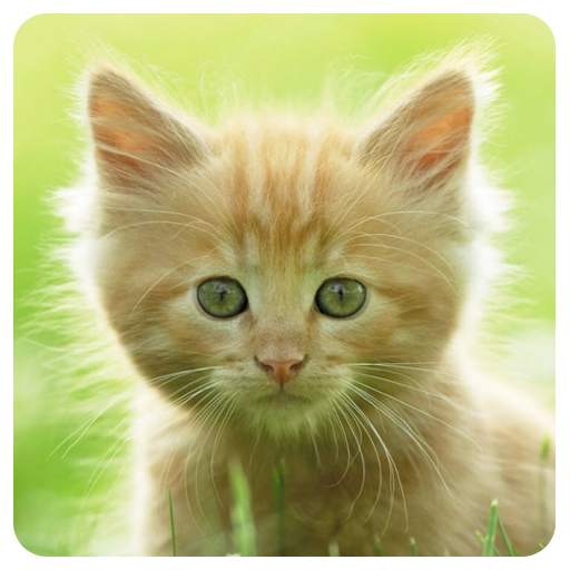 Cats Memory Game Free 1.0.6