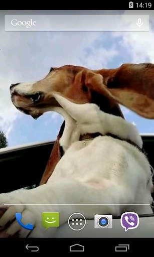 Dog in car Video LWP स्क्रीनशॉट 5