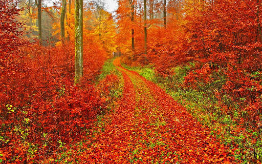 Autumn Wallpaper screenshot 5