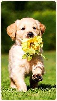 HD Golden Retriever Wallpapers Pets Dogs screenshot 1