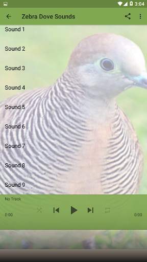 Bird Sounds : Zebra Dove screenshot 3