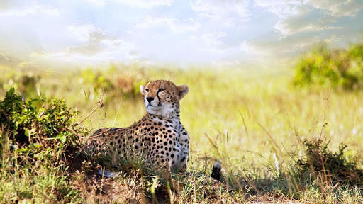 Cheetah Live Wallpaper screenshot 11