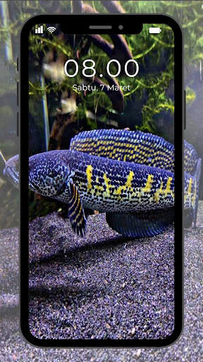 Wallpaper Ikan Channa screenshot 5