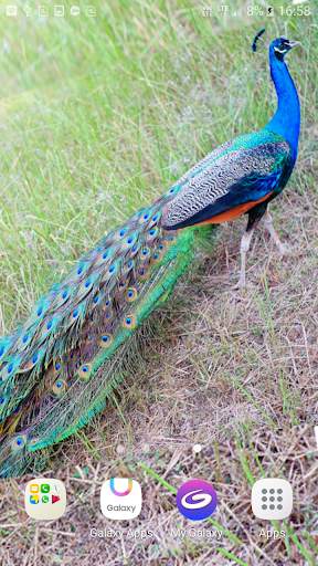 Peacock Live Wallpaper screenshot 2