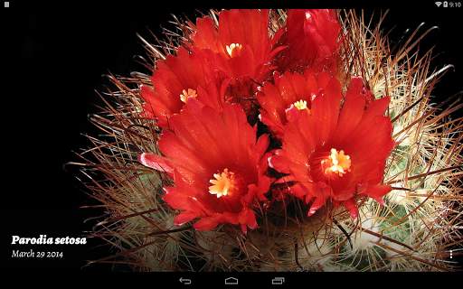 Cactus of The Day screenshot 9